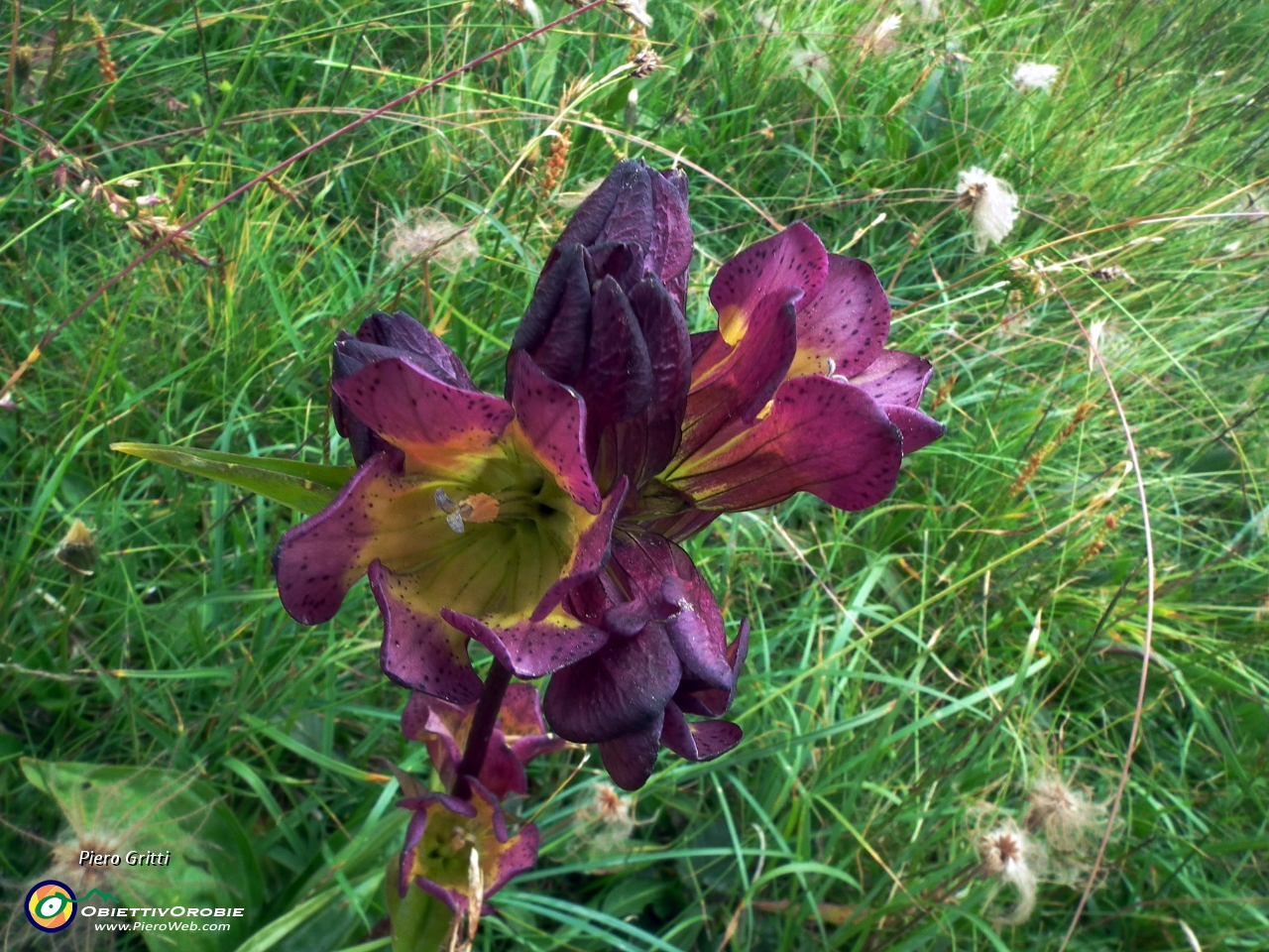 72 Genziana purpurea (Gentiana purpurea) .JPG